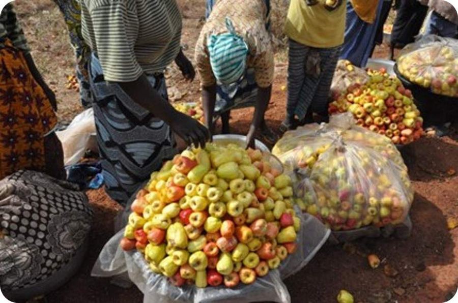 Women sorting cashew apples after harvest