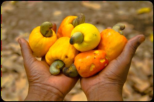 Cashew apples harvest